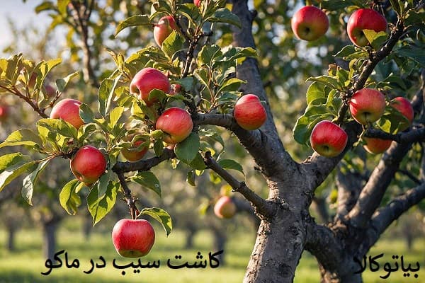 کاشت سیب در ماکو